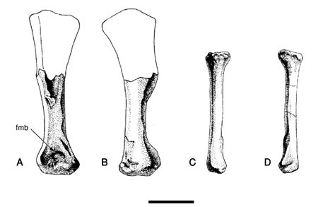 The Left Humerus In Anterior View A And Posterior View B And The Download Scientific