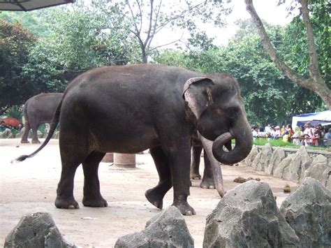 7 Fakta Unik Gajah Sumatra Pemakan Besar