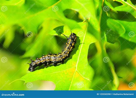 Caterpillar - Black with Yellow Stripes - Anisota Peigleri Stock Photo ...