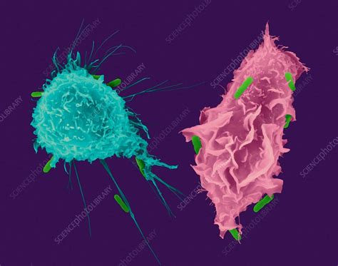 Macrophage And Monocyte Phagocytosis Sem Stock Image C