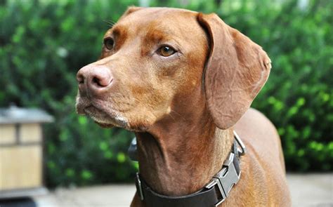 Vizslas Temperament A Guide For Prospective Owners