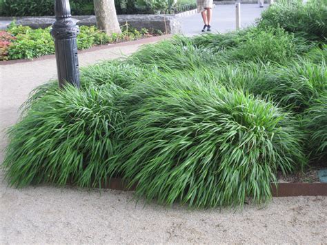 hakonechloa | Garden, Plants, Herbs