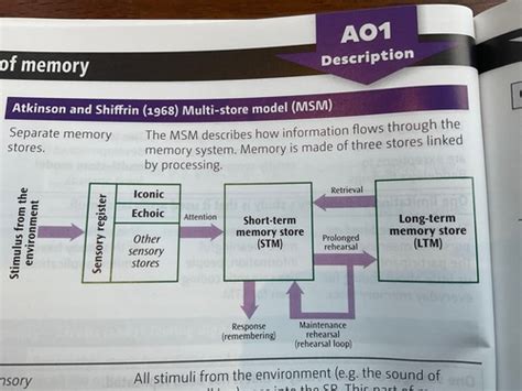 The Multi Store Model Of Memory Flashcards Quizlet