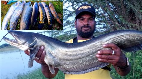 Fishing Videos Traditional Fishing Techniques Big Wallago Attu