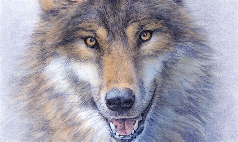 My Drawing Of A Scandinavian Wolf Lena Svalfors Hedin