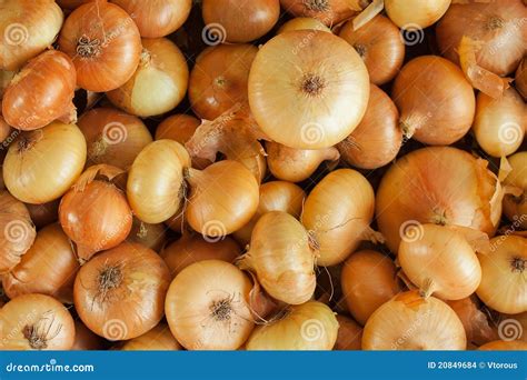 Onion Background Stock Photo Image Of Spice Backdrop