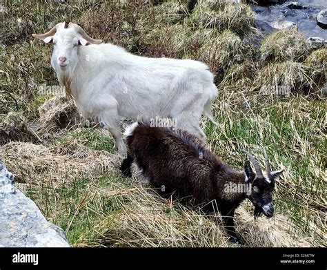 Snowdonia wildlife hi-res stock photography and images - Alamy