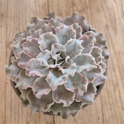 Echeveria Crispate Beauty Giromagi Cactus