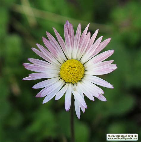 Bellis Sylvestris Southern Daisy MaltaWildPlants The Online