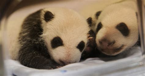 Baby Panda Twins Born in Madrid Zoo