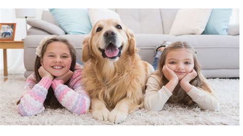 Por Qué Los Perros Golden Retriever Son Los Mejores Perros Para Los Niños