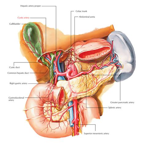 Cystic Artery Earth S Lab