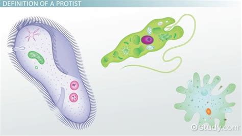 Protist Cell Structure Diagram