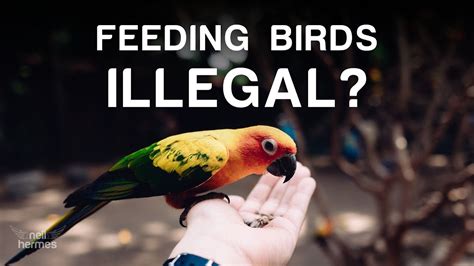 Outrage As Man Prosecuted For Feeding Birds In New York Youtube