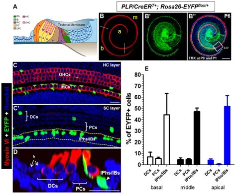 A Scheme Of The Neonatal Mouse Organ Of Corti Bb Whole Mount