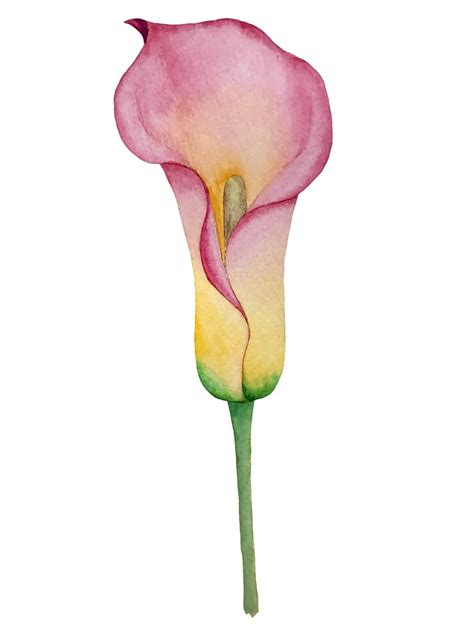 Premium Vector Tropical Plant Calla Lily Watercolor Illustration