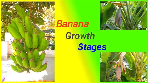 Banana Growth Stages Banana Flowering Stage Youtube