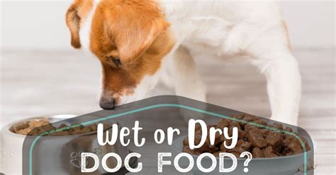 Wet Or Dry Dog Food: Which Is Better For Your Pet?