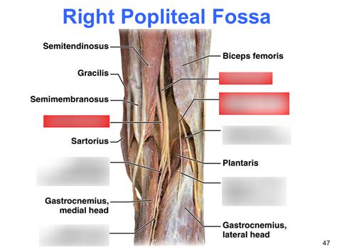 Right Popliteal Fossa Diagram Quizlet