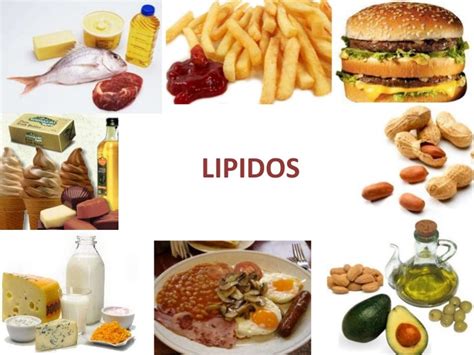 Lipidos