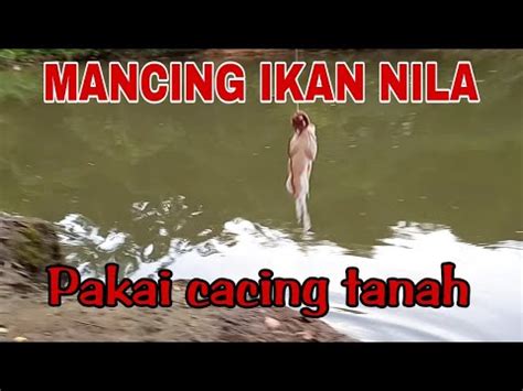 Mancing Ikan Nila Di Sungai Umpan Cacing Tanah YouTube