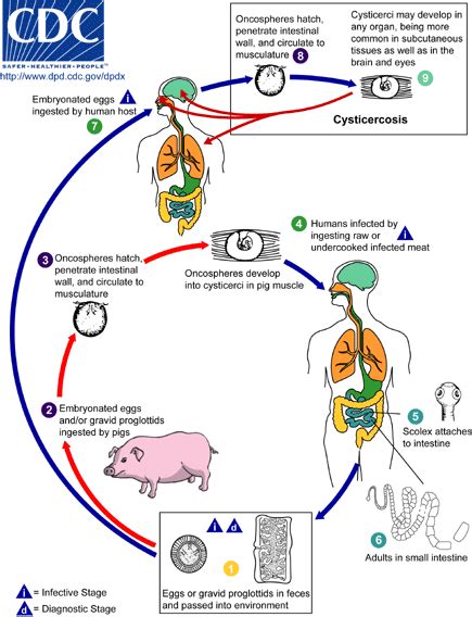 Life Cycle Of Cysticercosis Cysticercosis Is An Infection Caused By The Larval Stages Of The