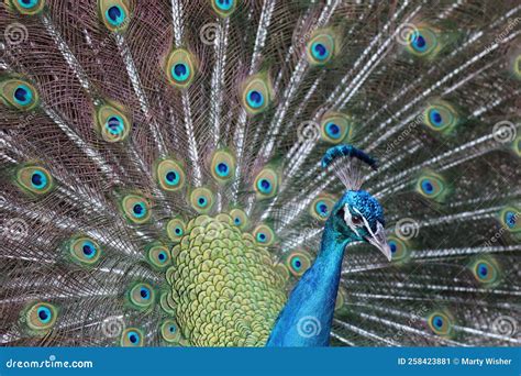 Gorgeous Male Peacock Showing Off His Majestic Tail Feathers Stock