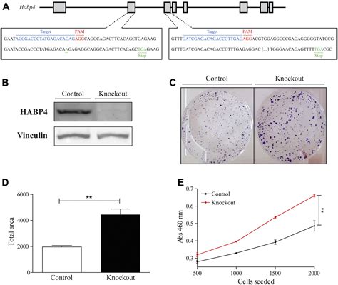 intracellular hyaluronic acid binding protein  habp  candidate