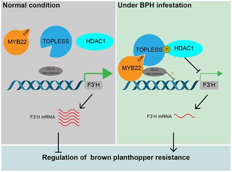 A Novel Transcriptional Repressor Complex Myb22 Topless Hdac1 Promotes