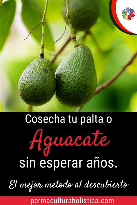 NO ESPERES AÑOS para cosechar tu AGUACATE o palta Jardinería de