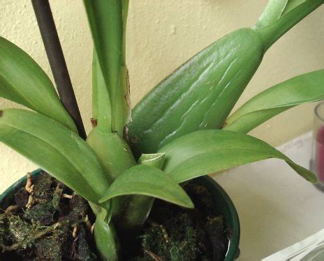 Cambria Orchidee Tecniche Di Coltivazione E Principali Specie Dell