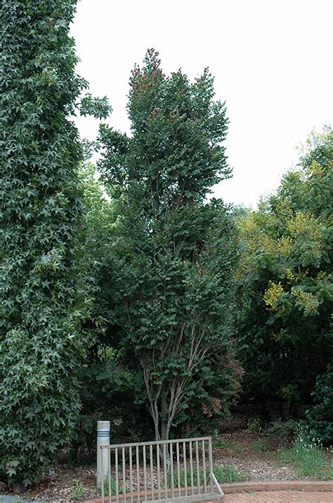 Fastigiata Golden Rain Tree Koelreuteria Paniculata Fastigiata In