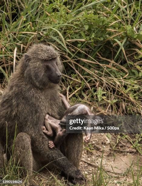 Sleeping Baboon Photos And Premium High Res Pictures Getty Images