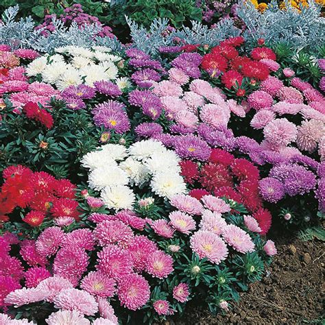 Asters Milady Mixed Lav Blanding Af Farver Forskellige Lilla Pink Og