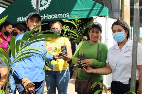 Entregan M S De Once Mil Plantones A Poblaci N Chiricana Miambiente