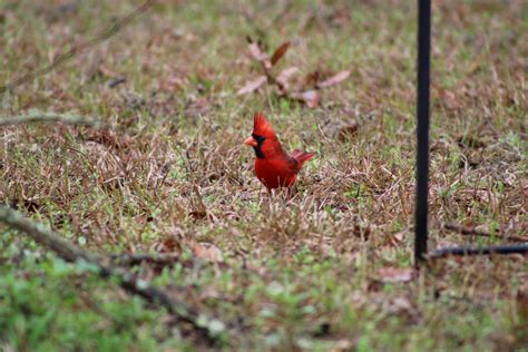 25 Red Animals: Discover A Vibrant Menagerie! - The Wildlife Quest