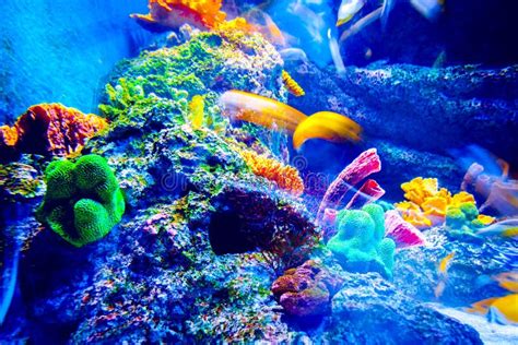 Singapore aquarium stock photo. Image of ocean, israel - 54087570