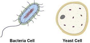 Similarities Between a Virus and Bacteria - KnowsWhy.com