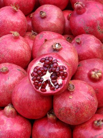 Angel Red Pomegranate Tree (punica granatum) – Urban Perennials