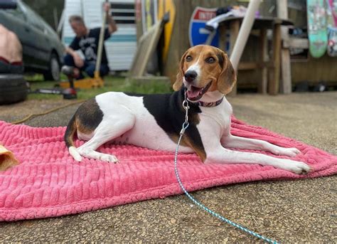 Beagle Coonhound Mix