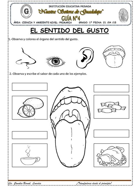 El Sentido Del Gusto Sentido del gusto Sentido Cuerpo humano para niños