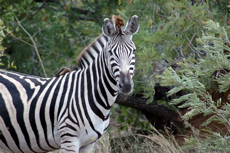 Zebra,kruger national park,south africa,africa,kruger - free image from ...