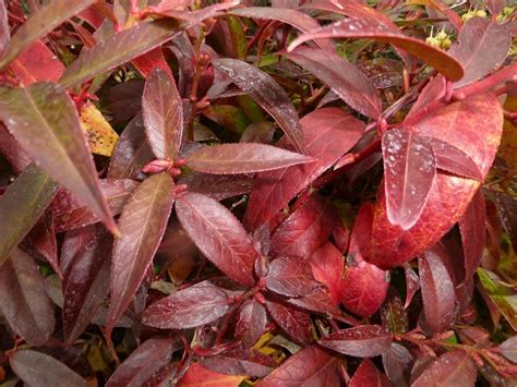 Leucothoe Walteri Rainbow V Plnej Par De Okrasn Z Hradky