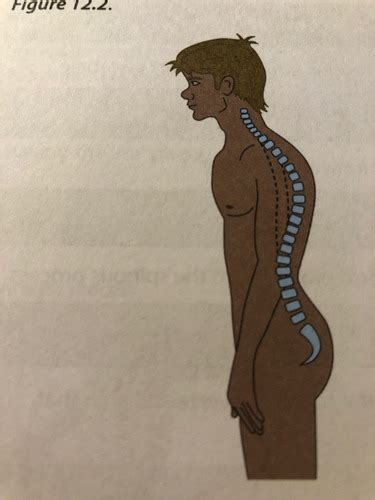 Lab Vertebral Column And Thoracic Cage Flashcards Quizlet