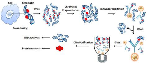 Chromatin Immunoprecipitation An Overview