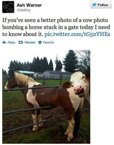 LOLHeaven.com | Great photo of a cow photobombing a horse…