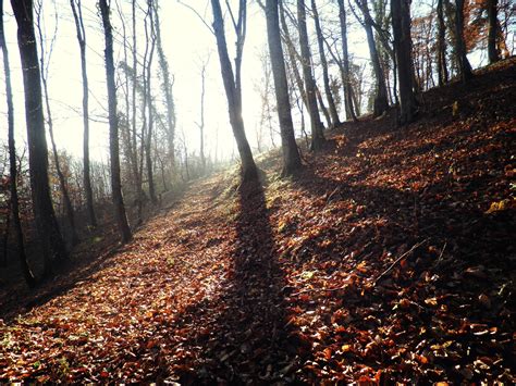 Wallpaper Sunlight Trees Forest Fall Nature Morning Wilderness