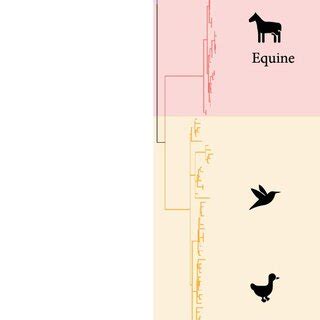 Phylogenetic analysis of neuraminidase (NA) gene of N8 subtype ...