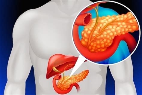 Páncreas Anatomía Ubicación Y Función Tua Saúde