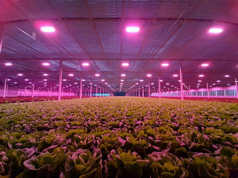 Greenhouse Led Solutions Light Food